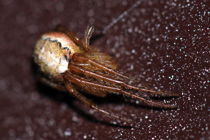 Zygiella atrica